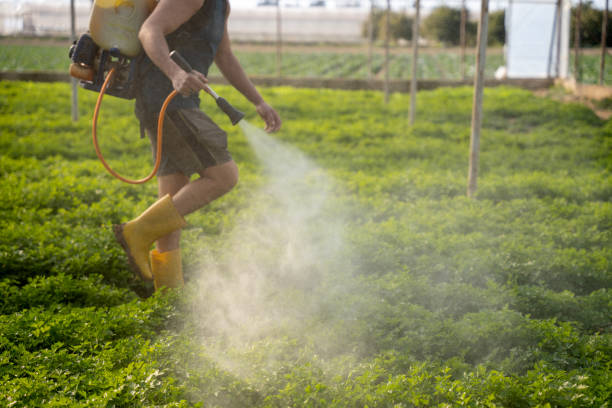 Trusted World Golf Village, FL Pest Control Experts