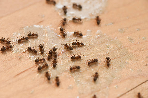 Best Bed Bug Extermination  in World Golf Village, FL