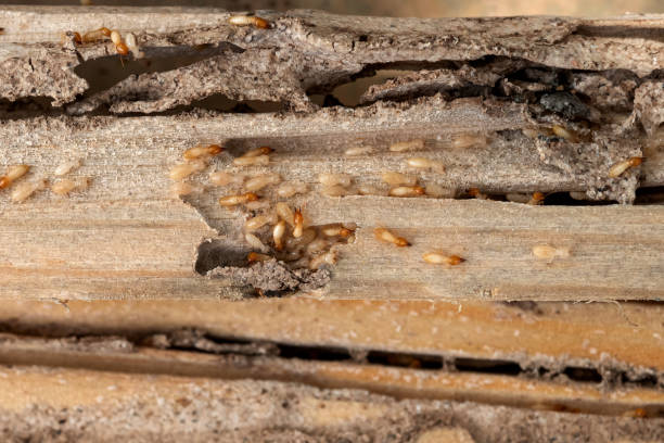 Best Commercial Pest Control Services  in World Golf Village, FL